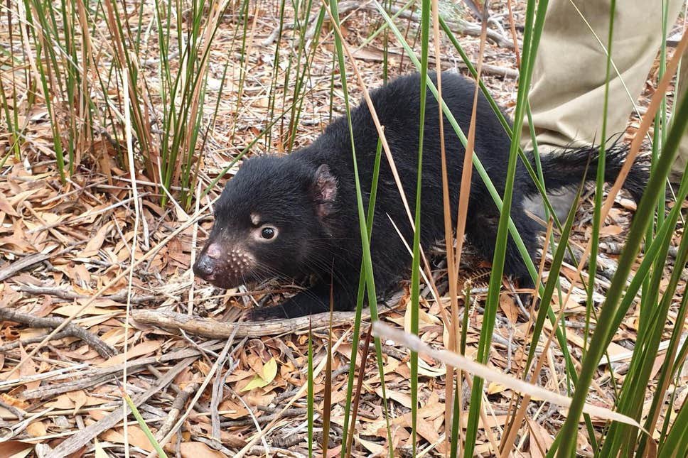 tasmanian-devil-conservation.jpg