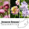 Invasive Species South Africa