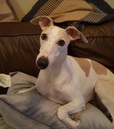 Jerky Ingredients Mascot Lexi