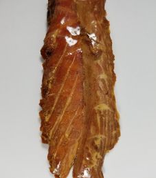 Pescavore - Caribbean Jerk Ahi Tuna Jerky