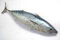 Tuna