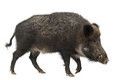 Wild Boar