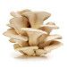 Oyster Mushroom Jerky