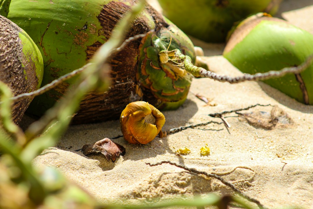 what does sprouted coconut taste like