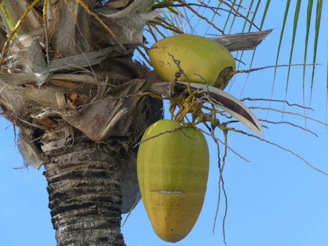 coconut apple
