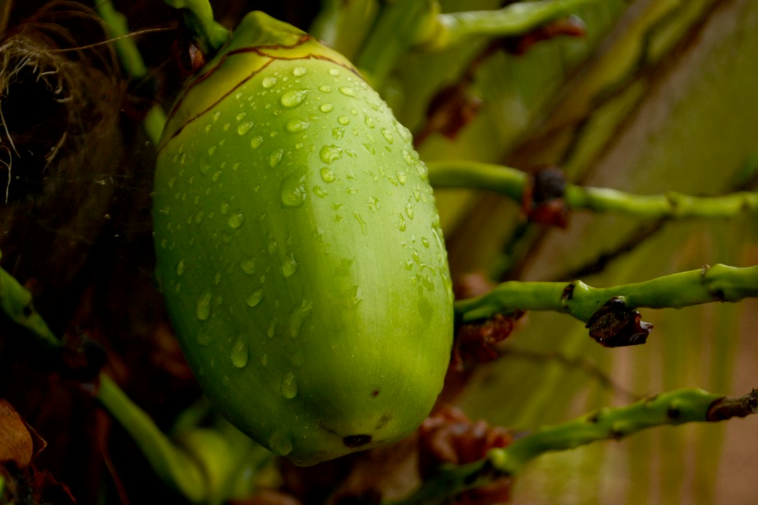sprouted coconut online