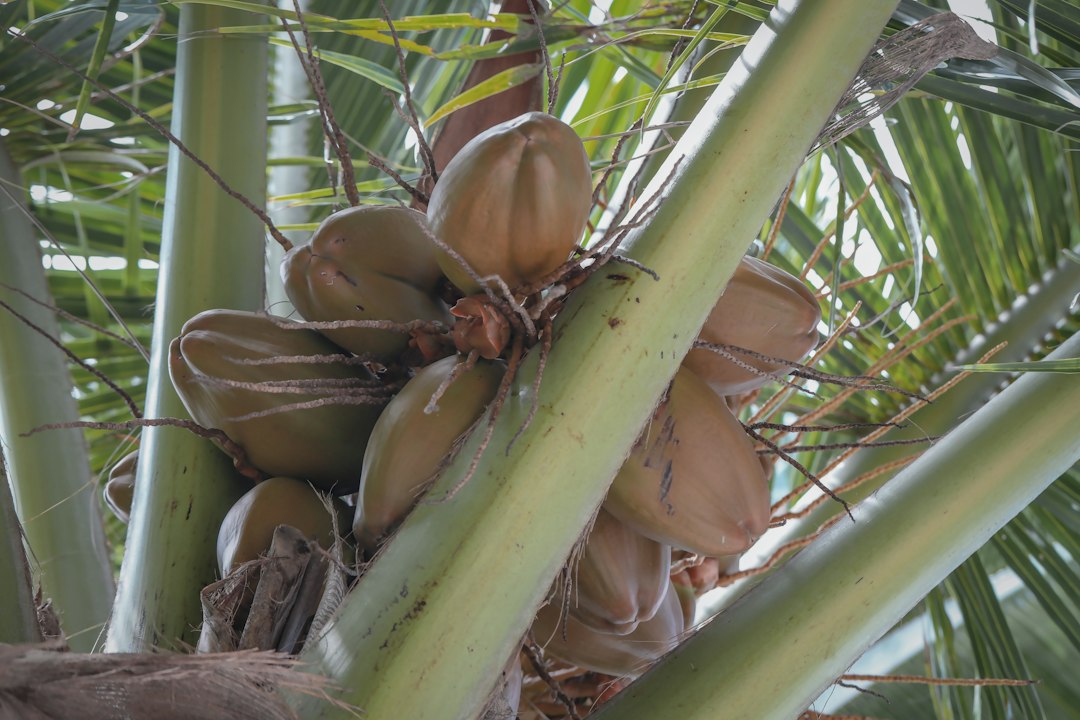 sprouted coconut for sale
