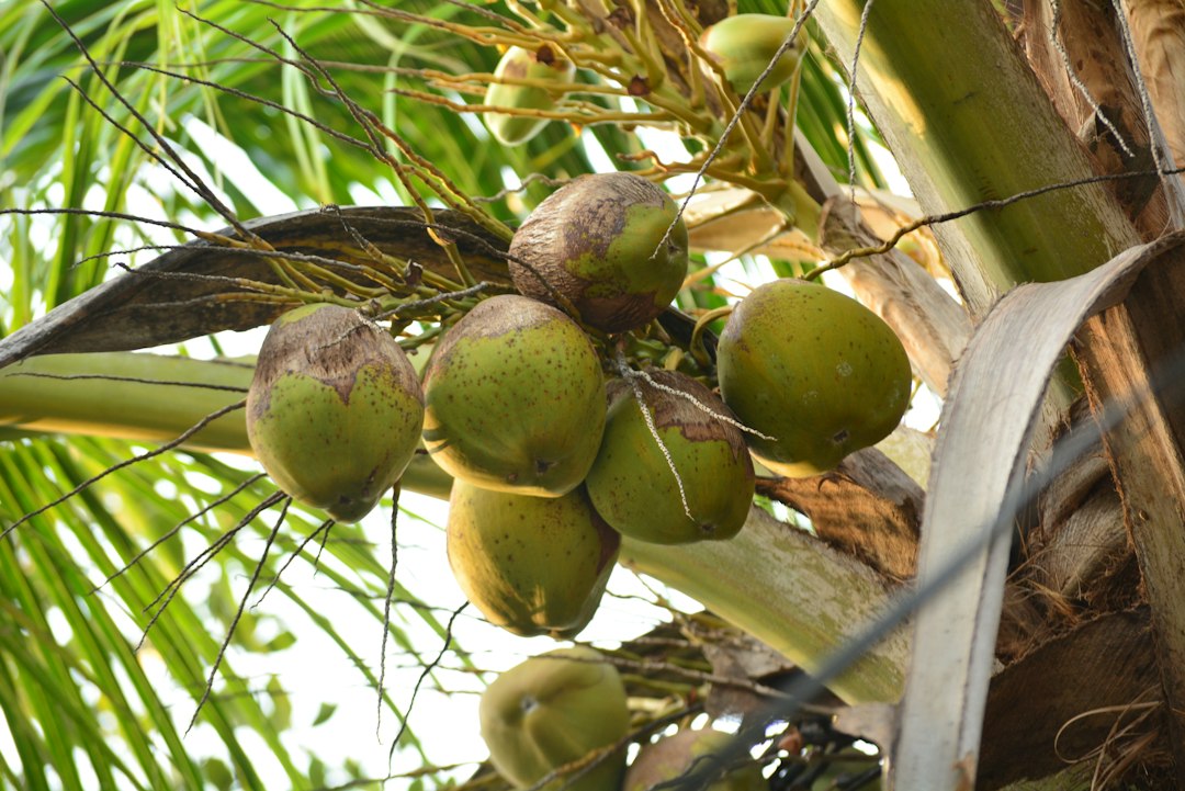 whole sprouted coconut