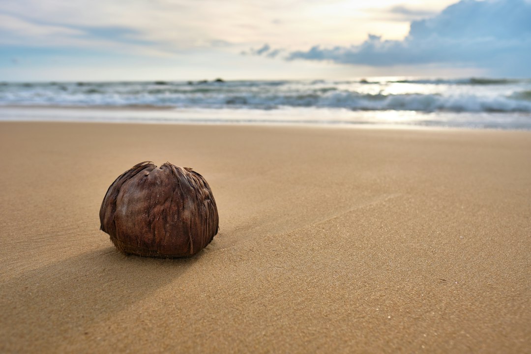 coconut seed sprout