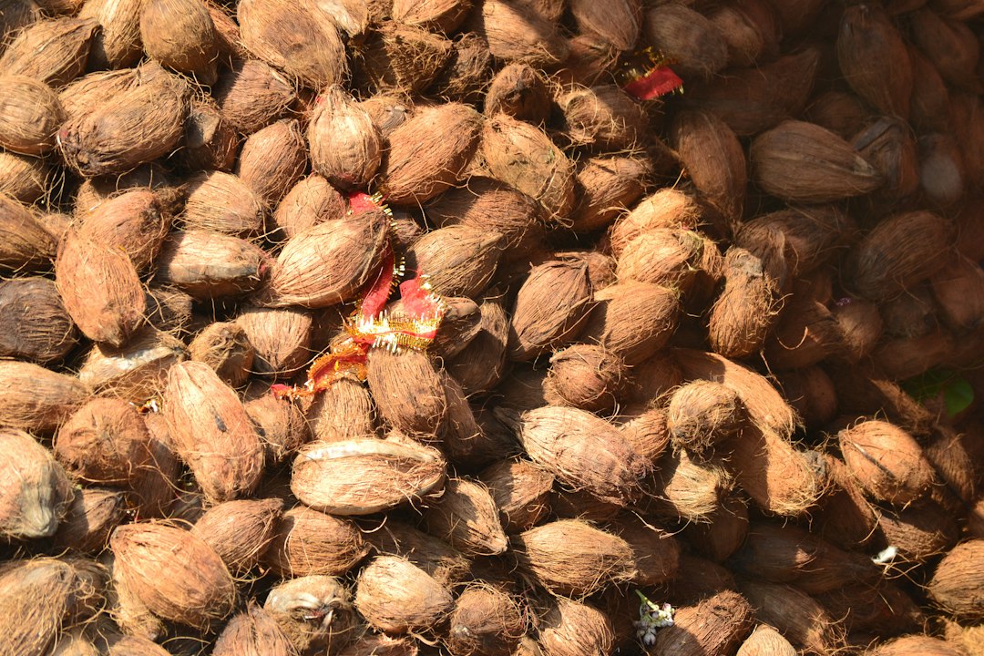 coconut germination
