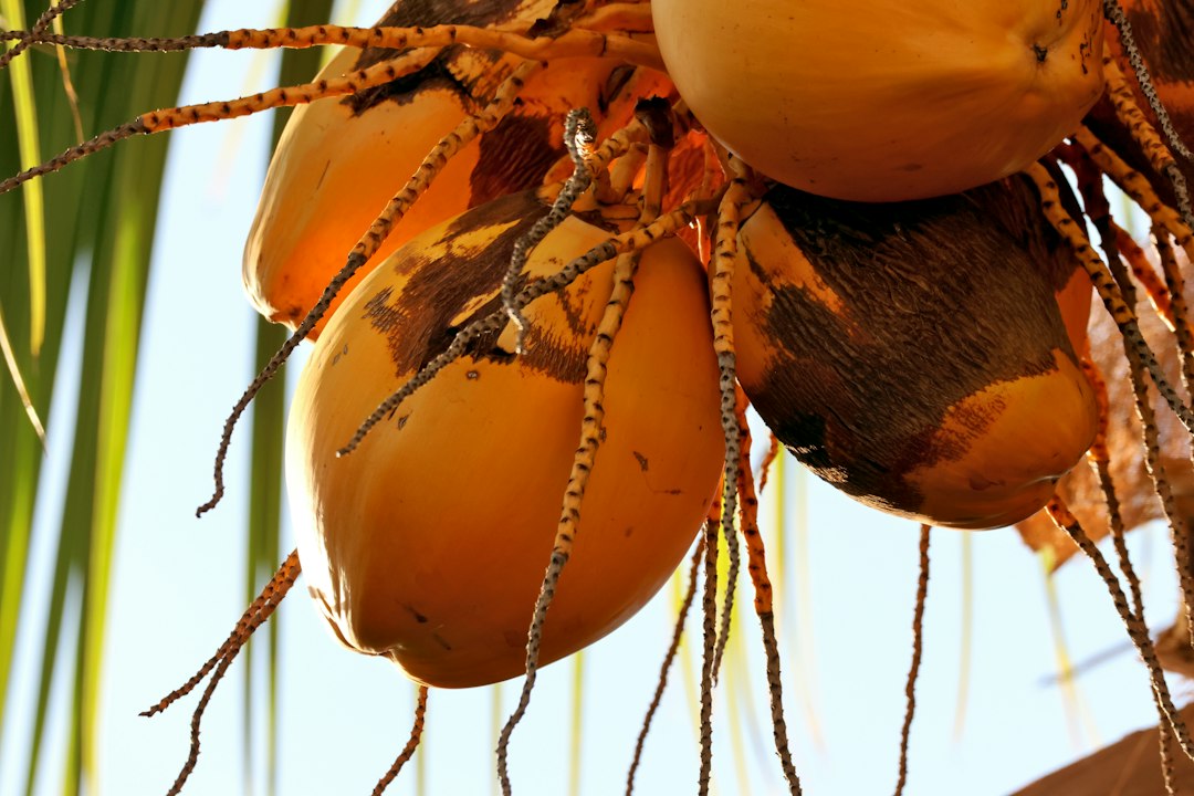 coconut sprout growth