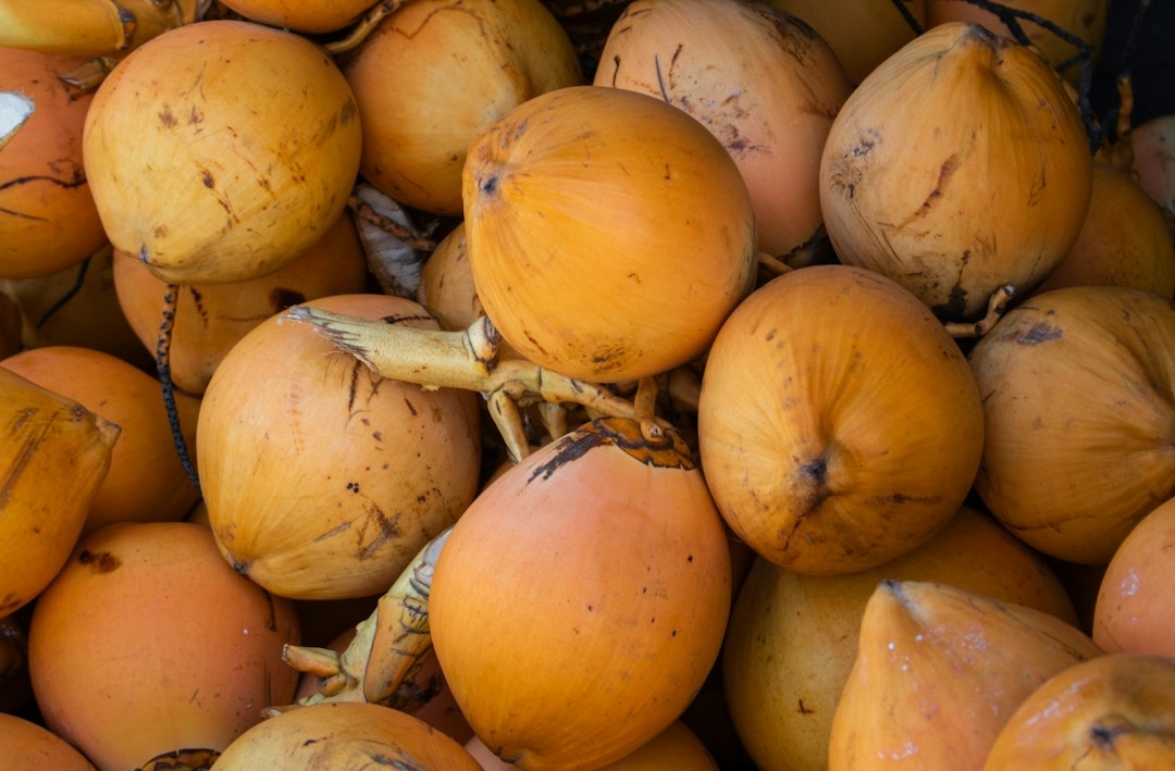 coconut sprout