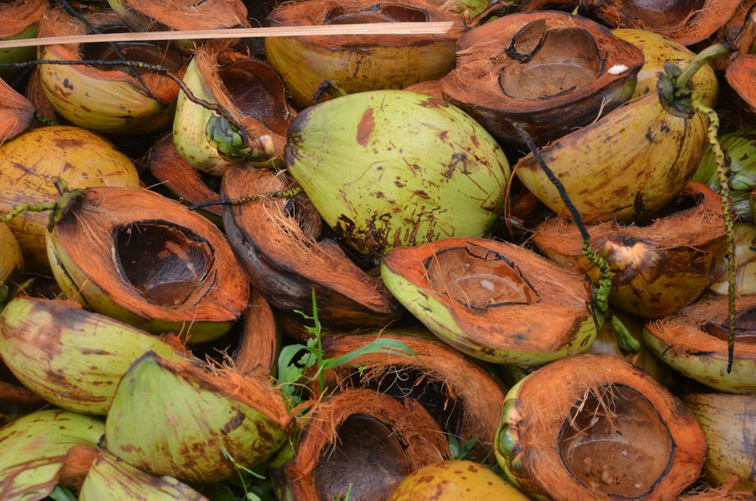 sprouted coconut flesh