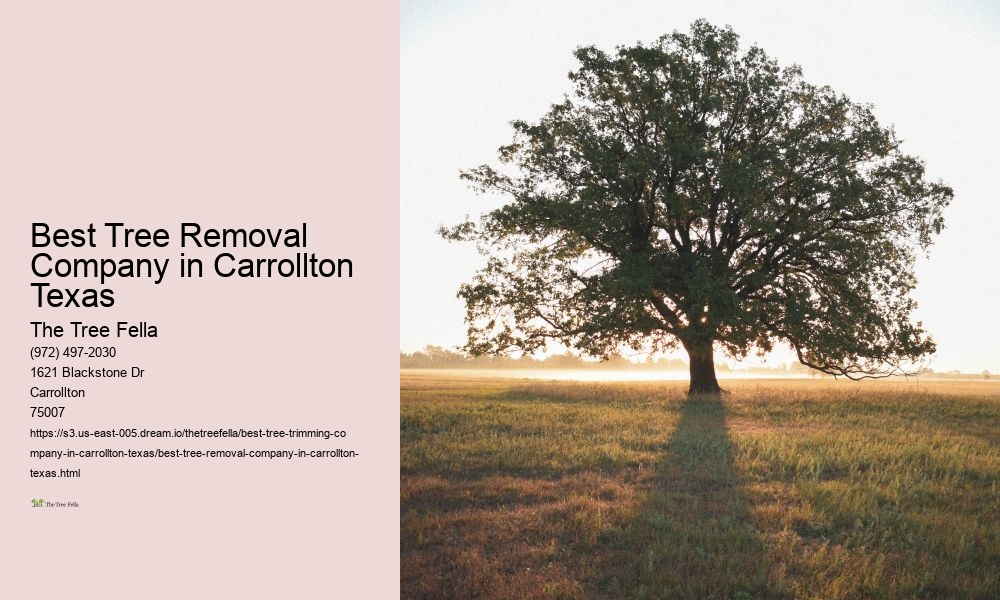 Best Tree Removal Company in Carrollton Texas