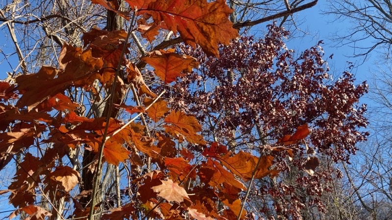 Photo taken Nov 29, 2020 at 11:49 AM 